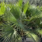 Mexická palma (Washingtonia robusta) – výška 220-240 cm, výška kmeňa 80-90 cm, kont. C70L (-4°C)